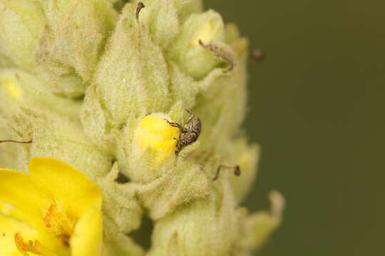 Image of Weevil