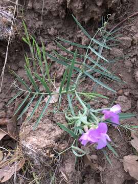 Image of fewflower pea