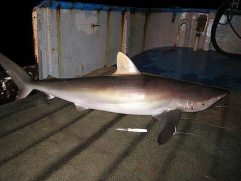 Image of Silky Shark