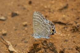 صورة Theclinesthes onycha (Hewitson 1865)