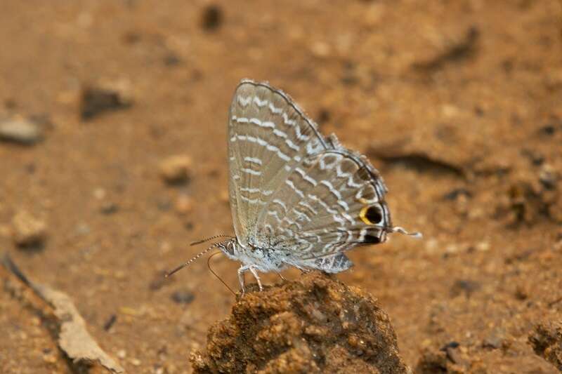 Image of Theclinesthes onycha (Hewitson 1865)