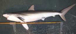 Image of Silky Shark