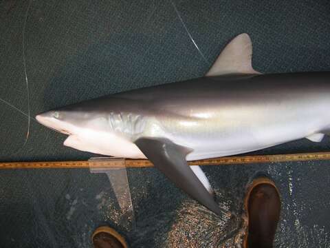 Image of Silky Shark