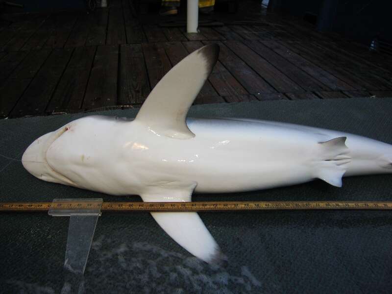 Image of Silky Shark