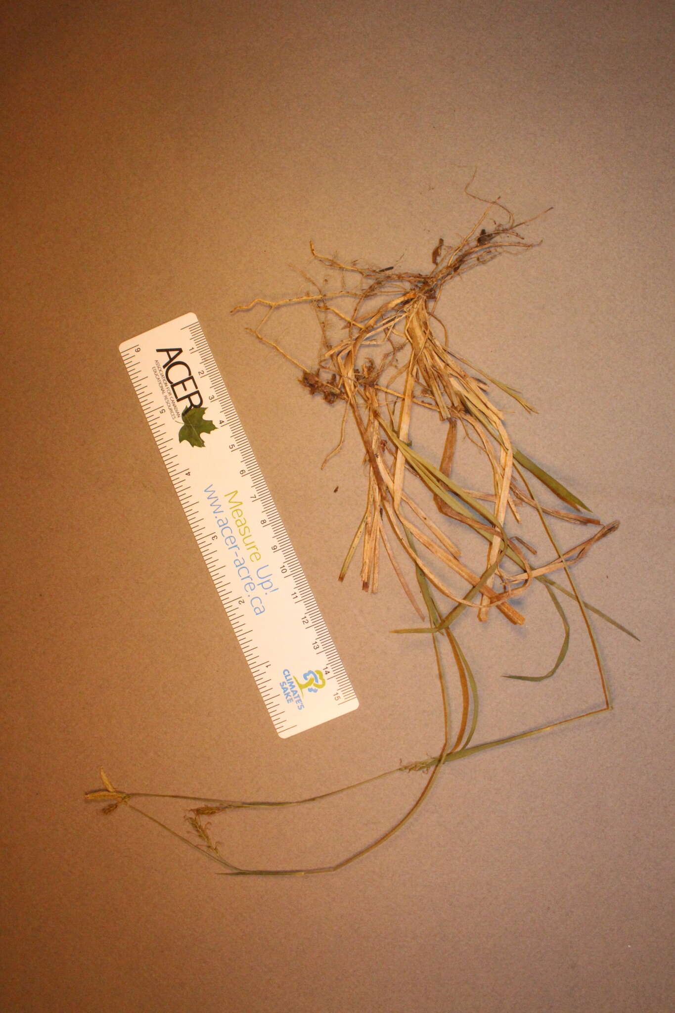 Image of Sheathed sedge