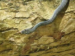 Image of Ornate Flying Snake