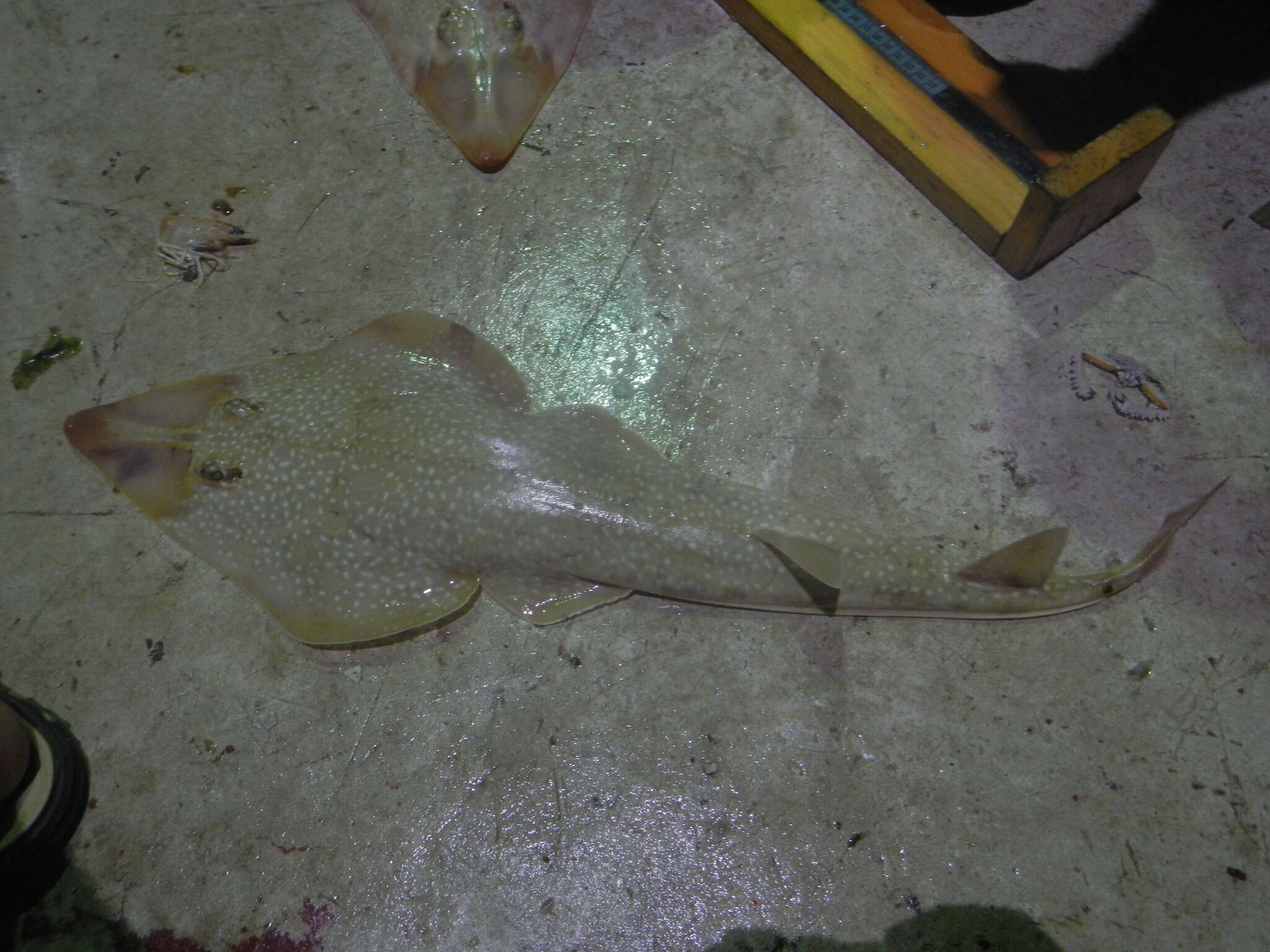 Image of Atlantic guitarfish