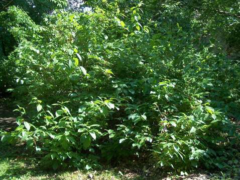 Imagem de Lonicera involucrata (Richards.) Banks ex Spreng.