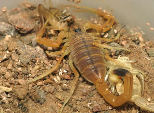 Image of Deathstalker scorpion