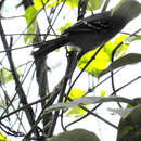 Image of Rio de Janeiro Antbird