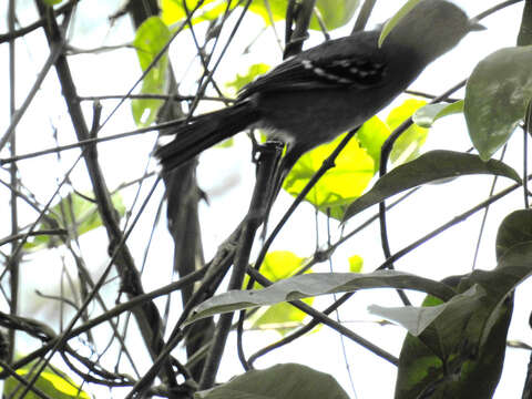 Image of Rio de Janeiro Antbird