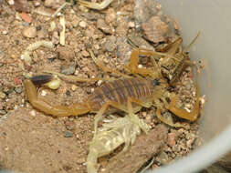 Image of Deathstalker scorpion