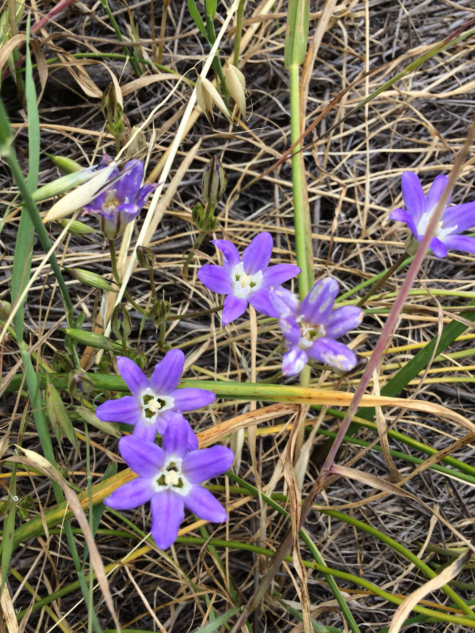 Sivun Brodiaea jolonensis Eastw. kuva