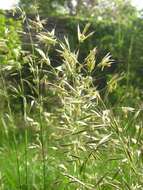 Image of oatgrass