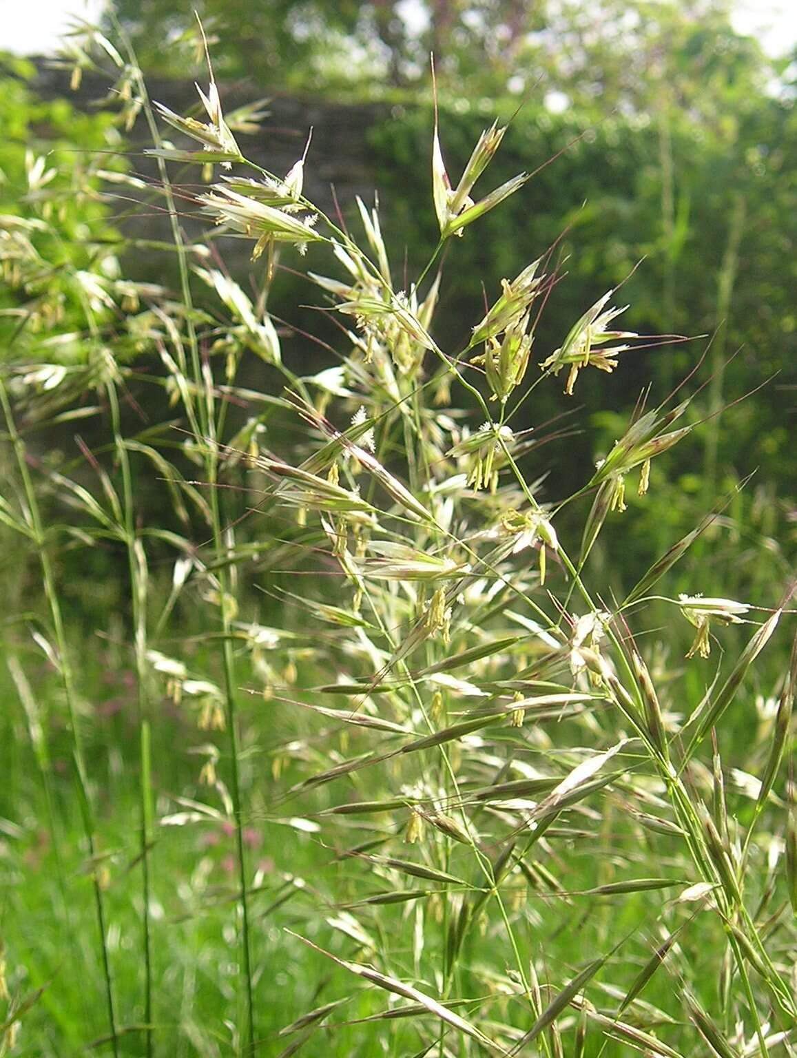 Image of oatgrass