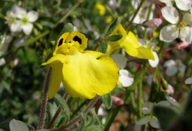 Image of Hemimeris centrodes Hiern