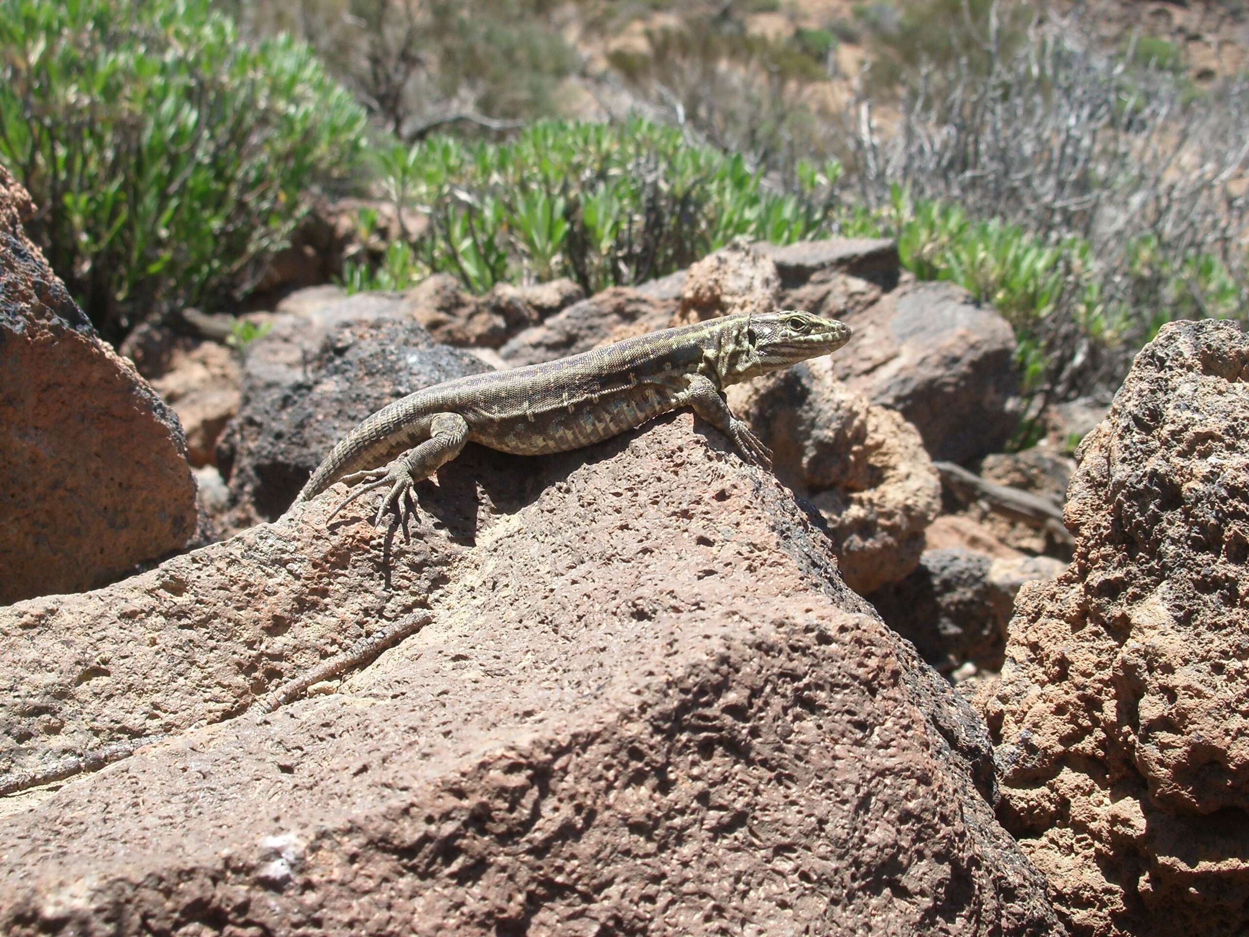 Image of Tenerife Lizard