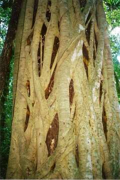 Ficus obliqua G. Forster的圖片