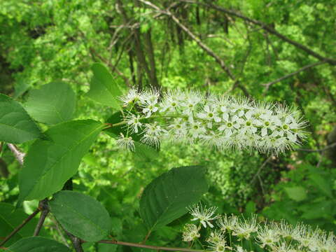 Image of Prunus grayana Maxim.