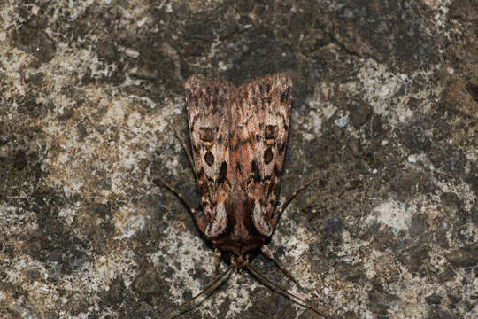 Image of Agrotis charmocrita Meyrick 1928