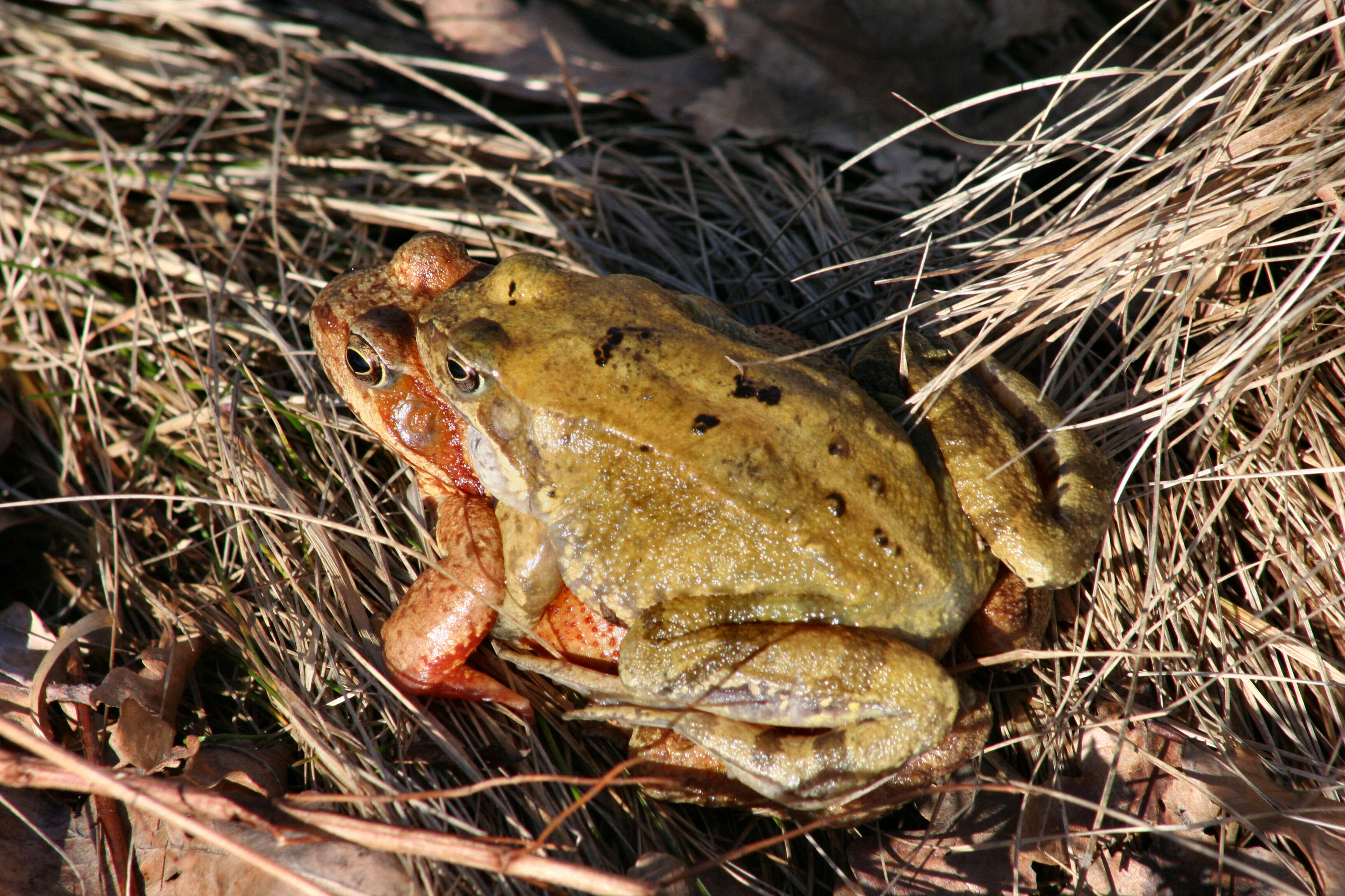 Image of Common frog