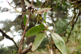 Imagem de Akebia trifoliata subsp. australis (Diels) Shimizu