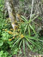 Image of large-leaved dragon tree