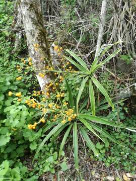 Plancia ëd Dracaena aletriformis (Haw.) Bos