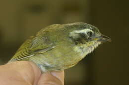 Image of Common Bush Tanager