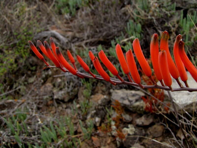 Image of Astroloba rubriflora (L. Bolus) Gideon F. Sm. & J. C. Manning