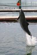 Image of Common porpoises