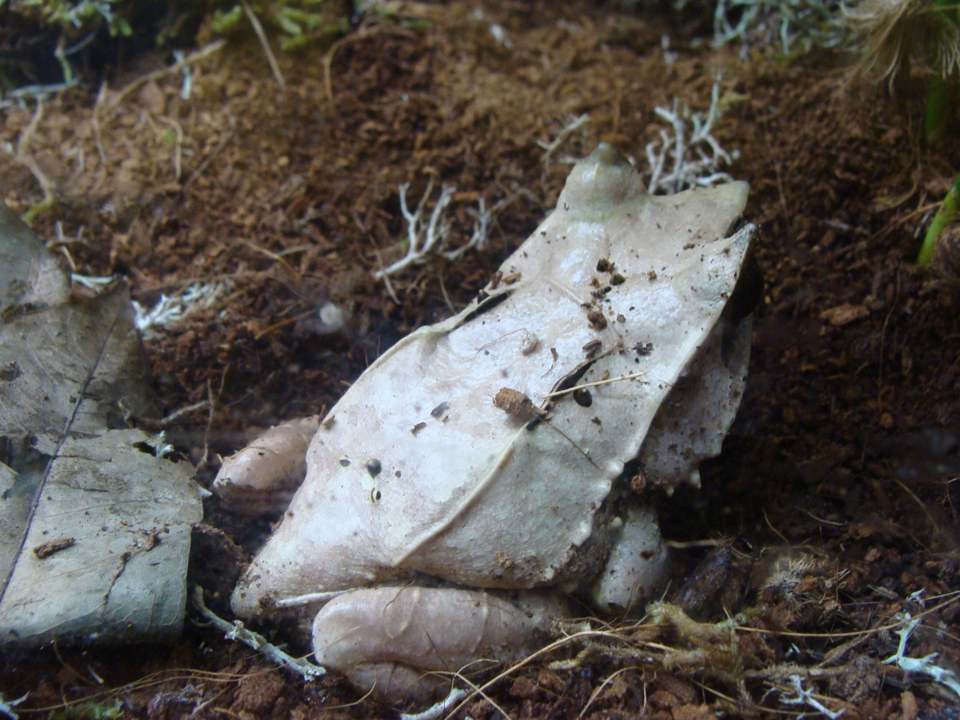 Image de Megophrys nasuta (Schlegel 1858)