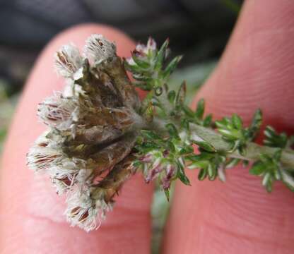 Image of Shortleaf Blombush