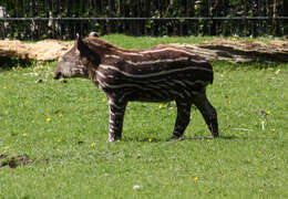 Image of Brazilian Tapir