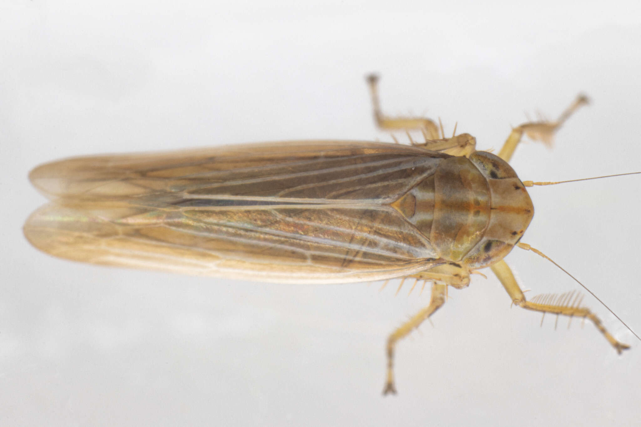 Image of <i><i>Cicadula</i></i> (Cicadula) <i>cyperacea</i>