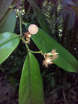 Image of Laetia povedae N. Zamora, Aguilar & D. Santam.