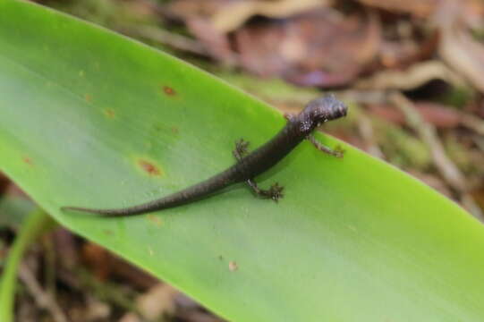 Image of Dendrotriton sanctibarbarus (McCranie & Wilson 1997)