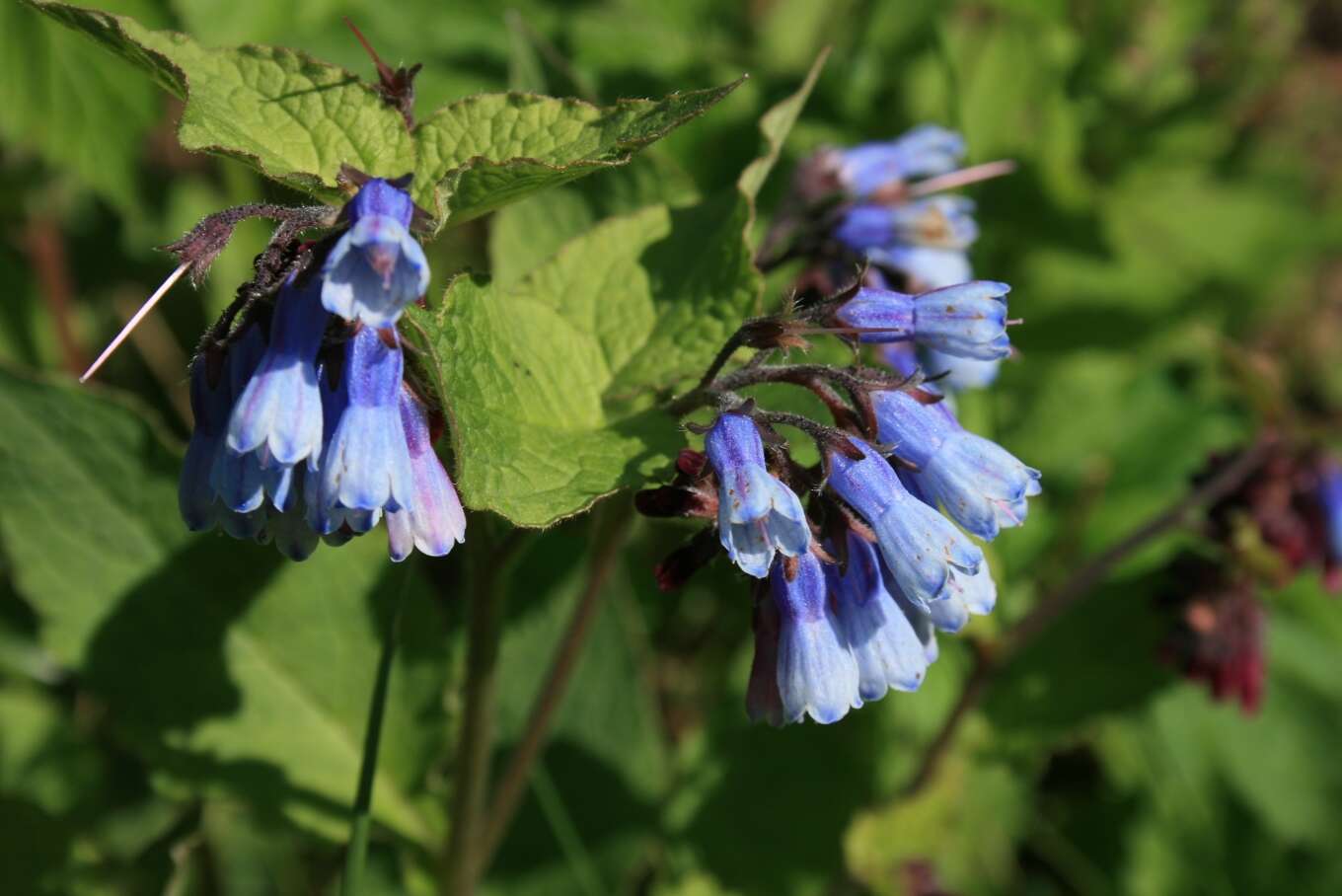 Plancia ëd Symphytum asperum Lepechin