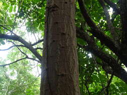 Image of Erythrina lanata Rose