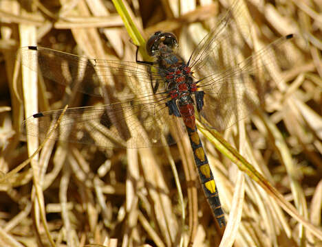 Image of Yellow-spotted Whiteface