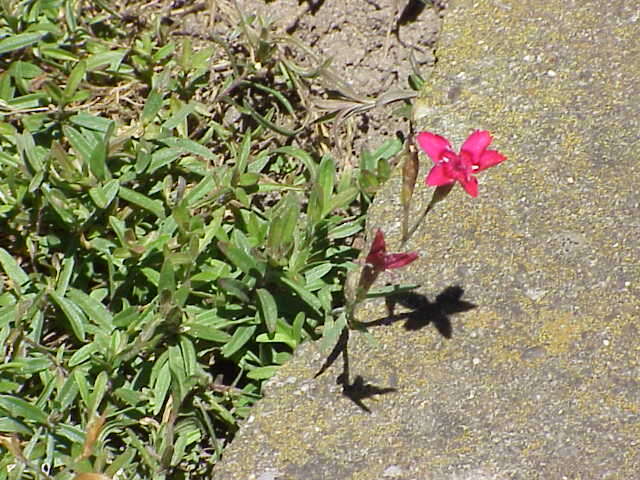 Слика од Dianthus deltoides L.