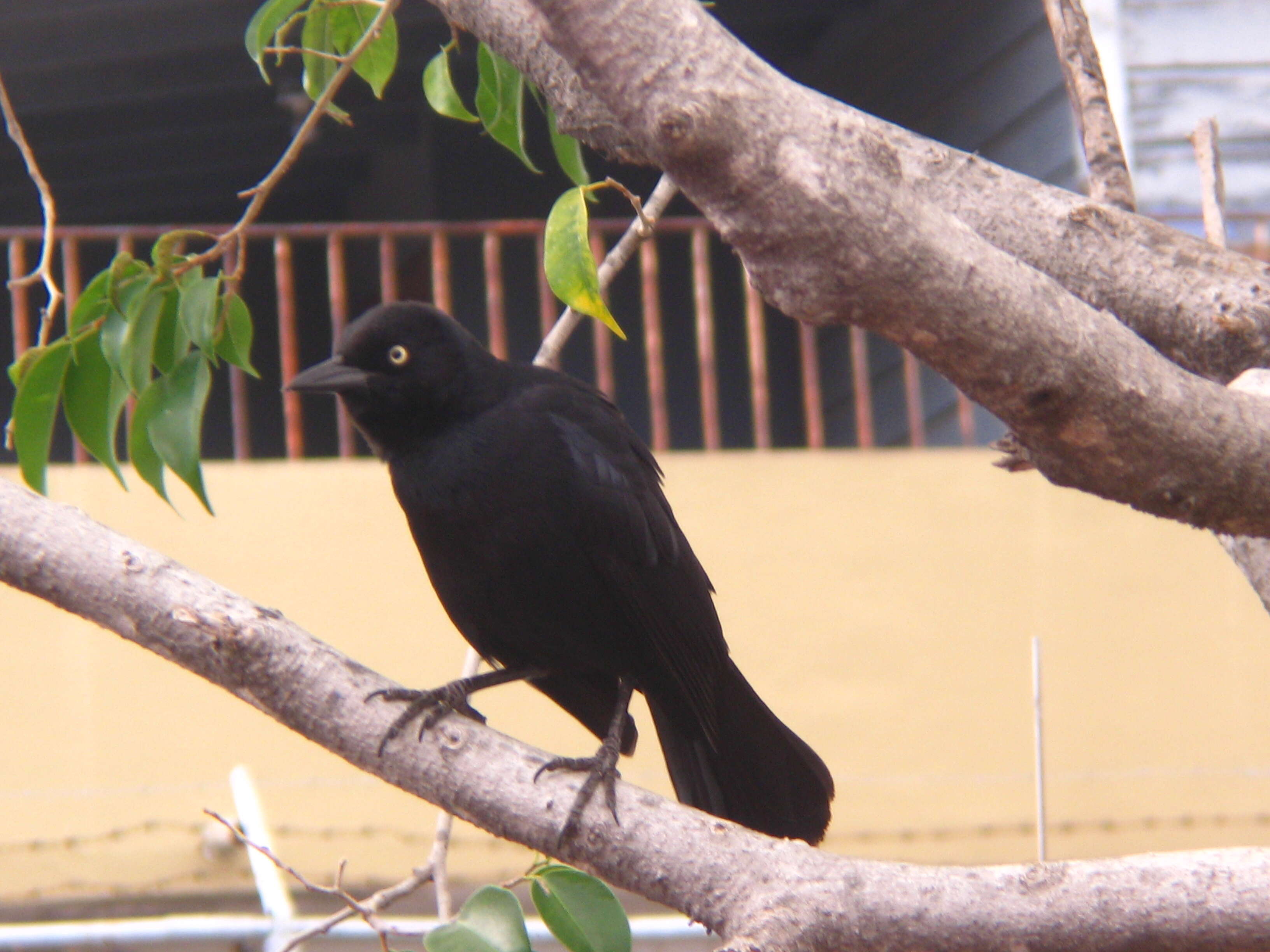 Image of Greater Antillean Grackle