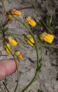 Image of Hermannia procumbens Cav.