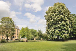 Image of European horse chestnut