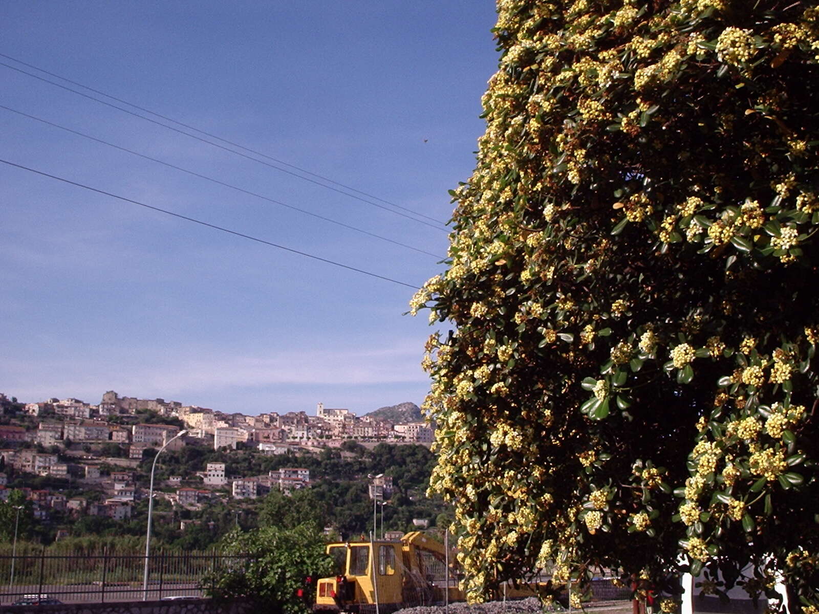 Image de Pittosporum tobira (Murray) Aiton fil.