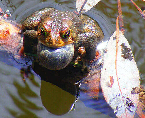 Image of American Toad