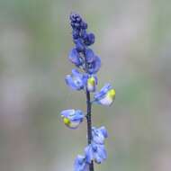 Image of blue pygmyflower