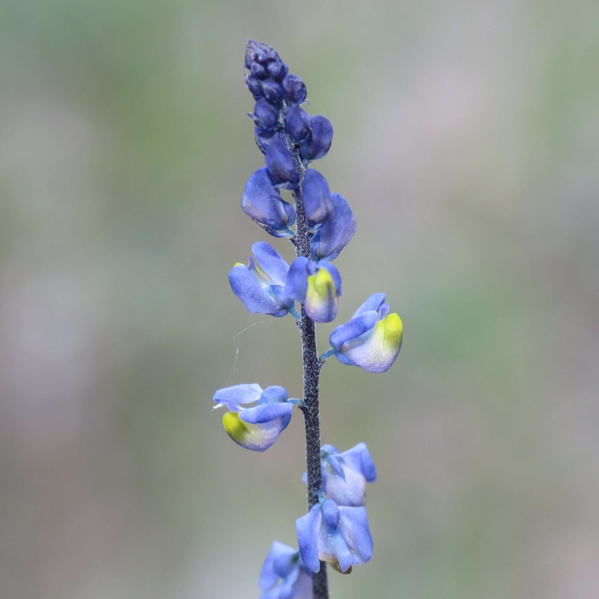 Image of blue pygmyflower