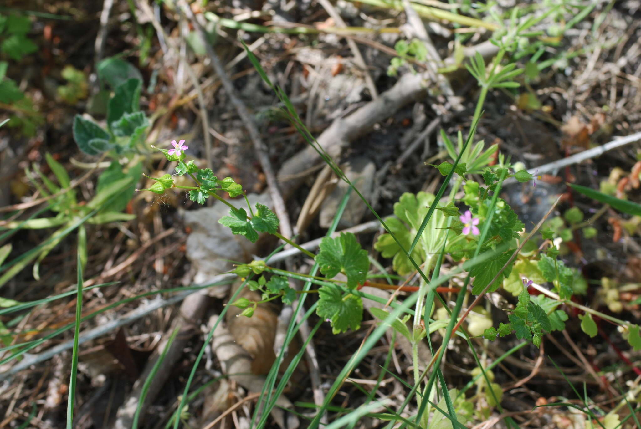 Image of shining geranium