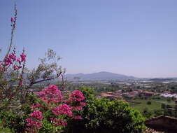 Image of Red Valerian